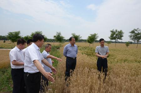 储备粮公司领导深入开展夏粮生产及市场调研工作