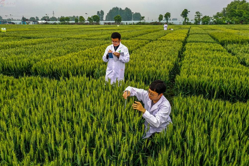 群众新闻网：秦丰种业厚植爱农情怀 助力种业振兴